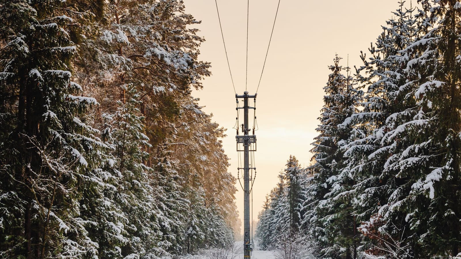 Peaceful winter forest scene with snow-covered trees and power lines at sunrise.