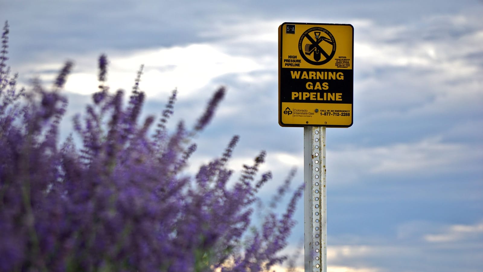 A caution sign for gas pipeline amidst a field of blooming lavender with cloudy skies.