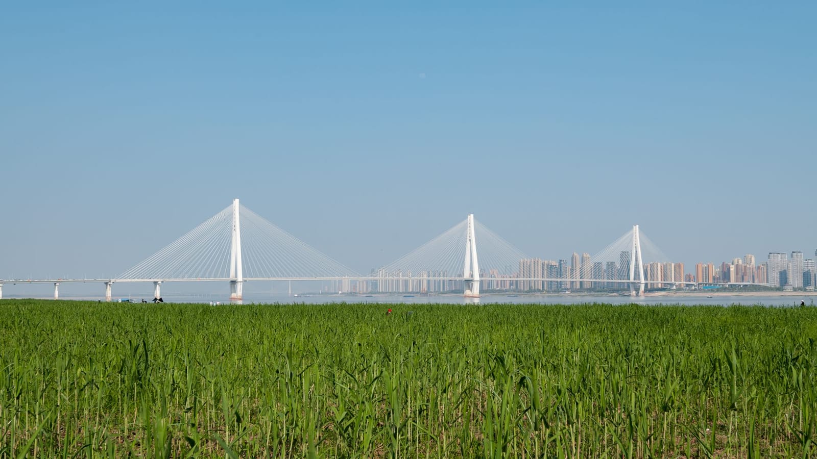 Scenic view of the Erqi Yangtze River Bridge in Wuhan with urban skyline and green field.