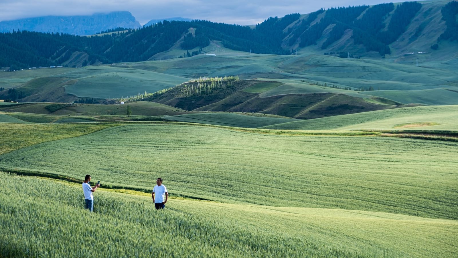 Explore the vast green fields of Xinjiang with mountains in the backdrop.