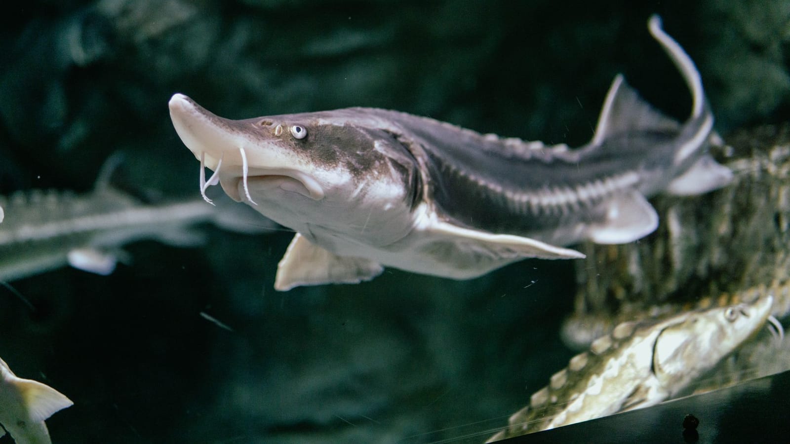 A detailed view of a sturgeon in its aquatic environment.
